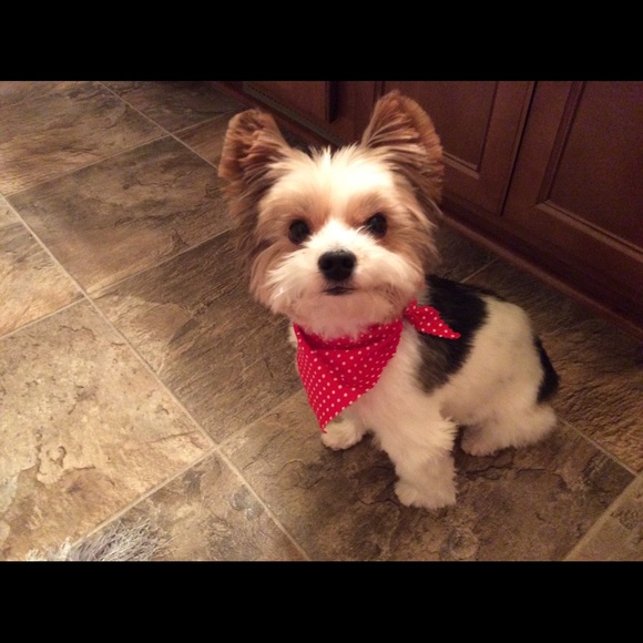 Meet your Posher, Christie - Picture 1 of 1